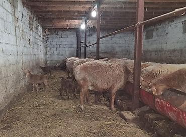 ак кеклик: Сатам | Кочкор (эркек) | Арашан | Бооз, Ургаачы — 8