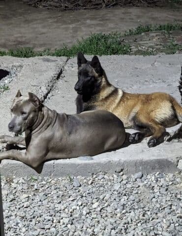 Бельгийская овчарка, 5 месяцев, Самка, С прививкой