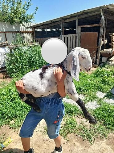 куплю собаку бишкек: Продаю | Козлёнок | Полукровка | Для разведения — 2