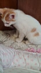 новорожденные котята: Трое маленьких активных пушистика ищут своего доброго заботливого — 10