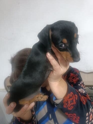 собака чихуахуа сколько стоит: Такса, 2 месяца, Самец — 2