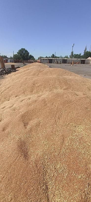 продам соль: Кара- Балта, Буудай, пшеница с зернотока, просушенная, озимая сорт — 1