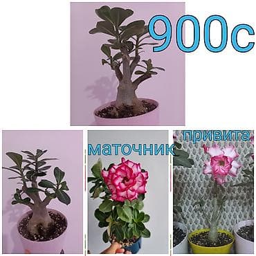 Комнатные растения: Адениуму 5 лет, махровый. Есть разные виды абутилонов . Вотсап — 1