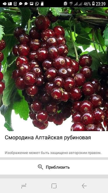 продам клубнику: Продаём саженцы смородины алтайский местный .(обмен есть рассмотрим — 1
