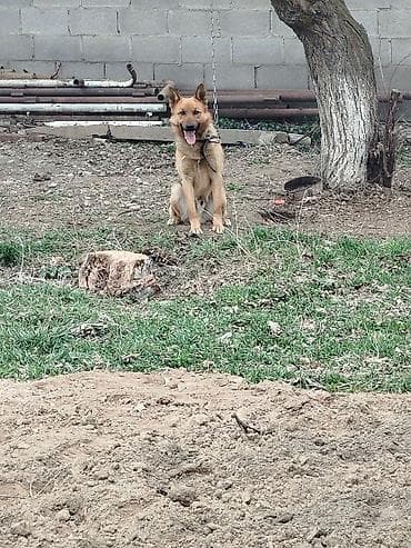 немецкая овчарки: Немецкая овчарка, 1 год, Самец, С прививкой — 1