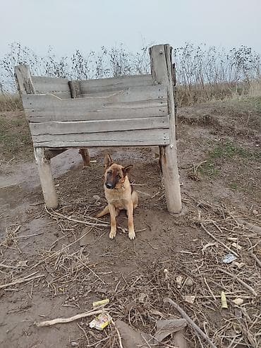 Окна и комплектующие: Навес, Другая форма, Дерево, Другой материал — 1