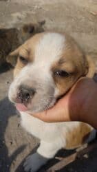 декоративные кролик: Бишкек: 🐶 Замечательные щенята ищут дом! Возраст: 3 месяца Порода — 1