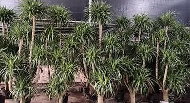 каучуконосный фикус: Комнатные декоративные растения в горшках. - Драцена (вероятно — 9