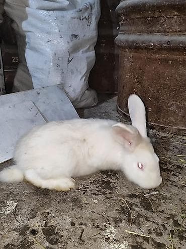 Корма для с/х животных: Продаю | Крольчата | Для разведения — 2