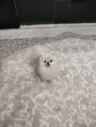 купить собаку шпица недорого: Шпиц, 1 год, Самец, С прививкой, С родословной — 7