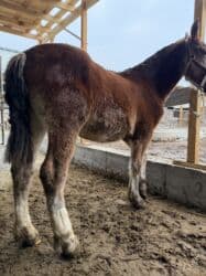 седло спортивное: Продаю | Жеребенок | Рабочий — 6