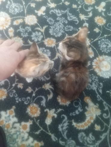 Котята - Два котёнка с полосато-черепаховым окрасом: один темнее