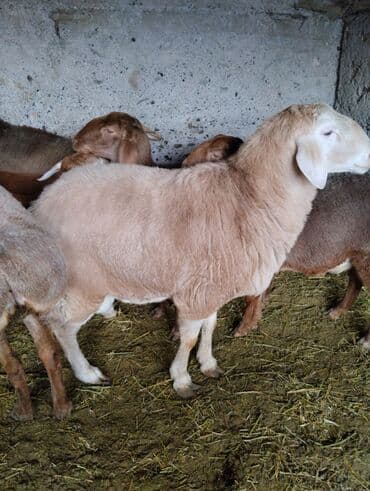 купить собаку немецкую овчарку: Продаю | Баран (самец) — 2