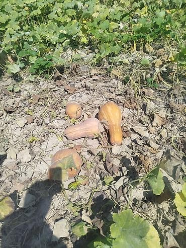 Продукты питания: Тыква мускатная (бутыльная) с огорода Описание: - Сладкая мускатная — 1