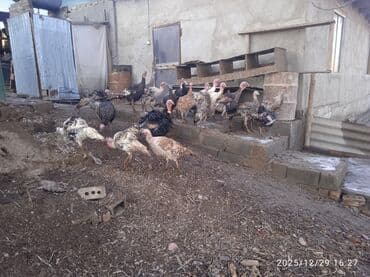 кунан байтал: Продаю | Индюшата | Полукровка | Для разведения | Племенные — 7