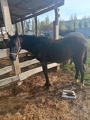 мопс бишкек: Сатам | Тай | Аргын | Ат спорту — 7