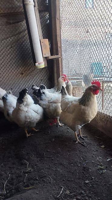 кукуруза цена бишкек: Продаются куры-несушки с петухом 🐔🐓 Порода: Адлерская серебристая — 7