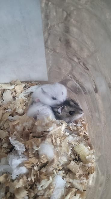 куплю каров: Хомяки декоративные, несколько окрасов и типов шерсти. - В наличии — 3