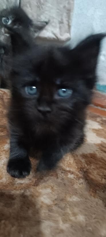 кошк: Мейн-Куны!!!🥰🥰🥰 Продаются Чистокровные,Шикарные, отличная коробка — 4