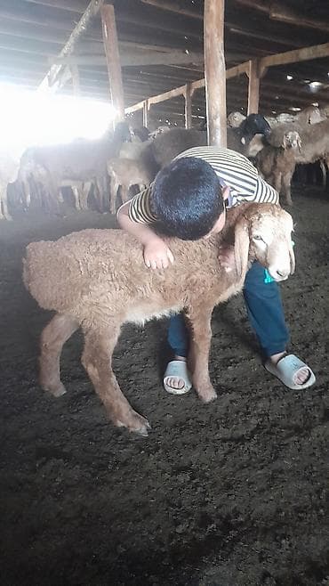 курица гриль доставка: Продаю | Ягненок | Для разведения — 2