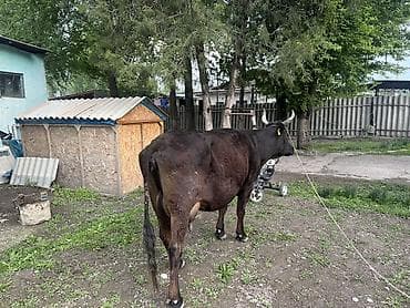 коровы молоко: Продаю | Корова (самка) | Для разведения, Для молока | Привязанные — 1