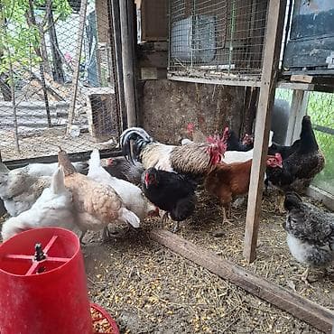 продаю инкубатор: Продаю | Куры | Домашняя | Для разведения, Несушки — 6