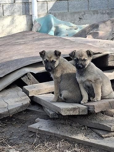 Вязка собак: Щенки метисы, возраст примерно 1,5 месяца, крепкие, активные, в руки — 1