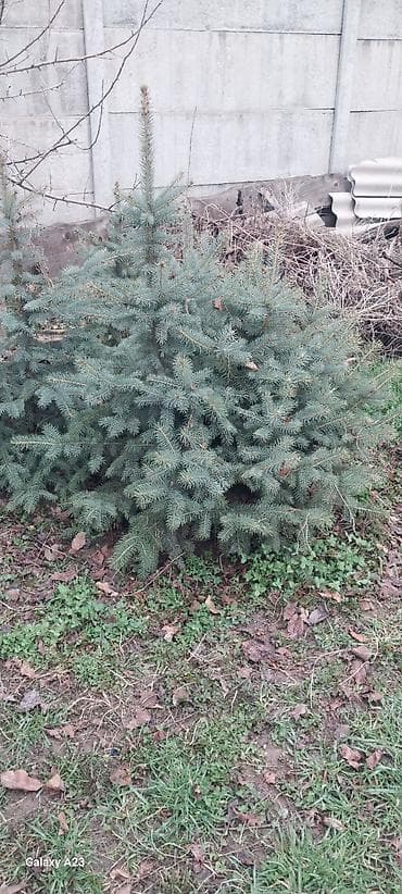 семена голубой ели купить: Очень срочно продаётся ель голубая (Picea pungens, Blue Spruce) — — 3