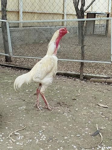 каракол кошка: Сатам | Короздор — 3