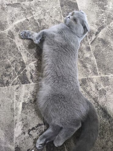 отдам кота я его боюсь: Скотиш Фолд (Шотландская вислоухая), 1 год, Девочка, Серый — 3