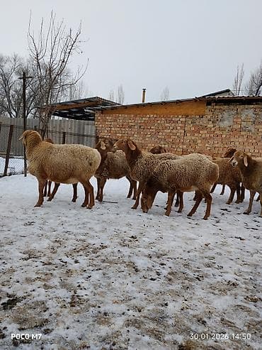 мех кролика: Продаю | Овца (самка) | Для разведения | Матка — 1