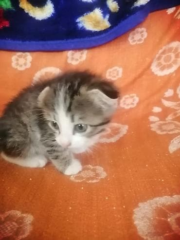 латок для котенка: Котёнок, полосато-белый, короткошёрстный. Окрас: серебристо-коричневый — 1