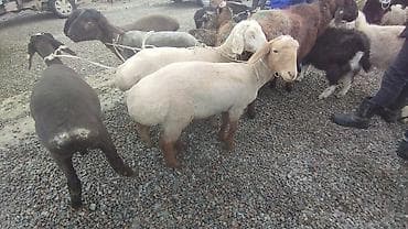 кой кана: Продаю | Овца (самка) | Для разведения — 9