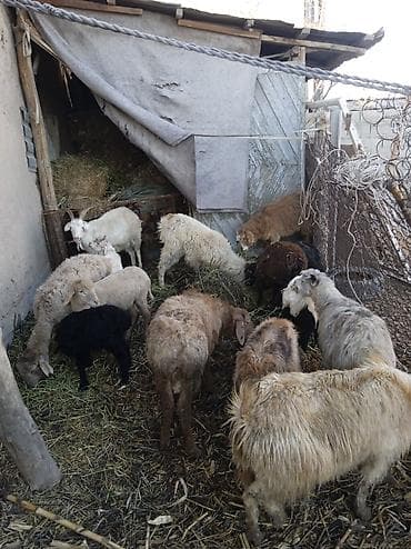 ечки кой: Продаю | Ягненок | Полукровка | Для разведения — 7