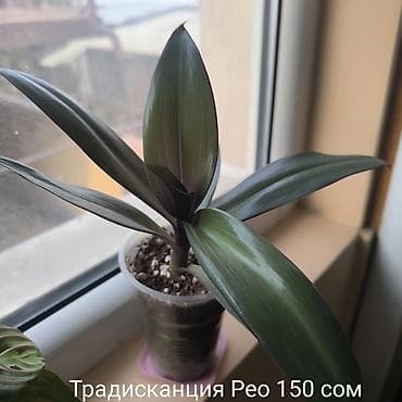 Комнатные растения: Цветы, Комнатные растения, название,цены указаны на фото, район — 4