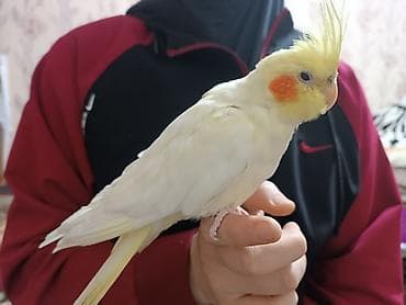 кохинхин купить: Нимфы (кореллы) ручные, яркие окрасы: - Светлый (лютино) с оранжевыми — 2