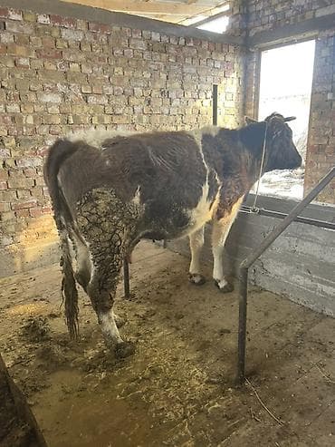 маленький баран: Продаю | Корова (самка) | Для молока | Привязанные — 3