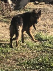 щенки немецкой овчарки даром: Овчарка, 3 года, Самец, С прививкой — 6