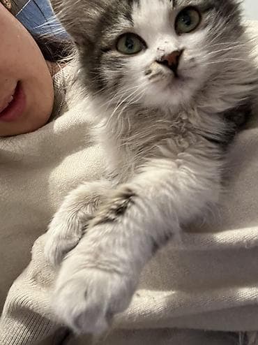 Үй жаныбарлары үчүн товарлар: 4 айлык, Эркек — 2