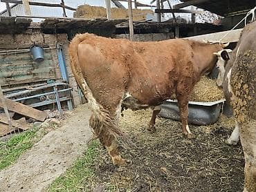 бык на мясо: Продаю | Корова (самка) | Голштин | Для молока | Привязанные — 6