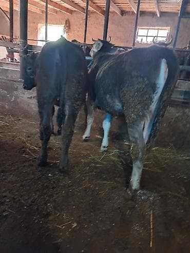 белые кролики: Продаю | Бык (самец) | На откорм | Привязанные — 1