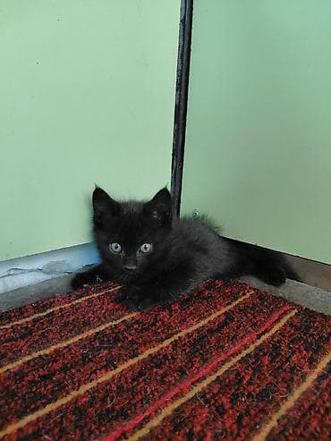 животные кот: Отдам котят в добрые руки 2-3 месяцев. г Кара-Балта. черный белый - — 1