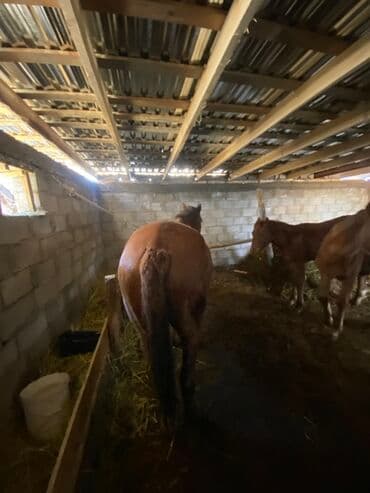 куры доминанты: Продаю | Жеребенок | Полукровка | Рабочий — 4