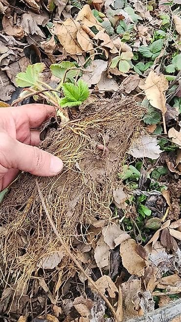 груши талгарка: Клубника көчөттөрү сатылат сорт альбион мурано Азия - Ягоды крупные — 4