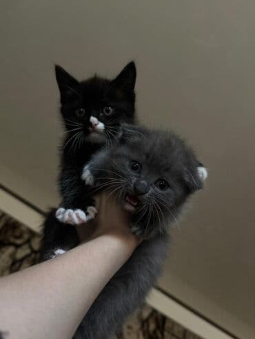 продать кошку: Кошка даром: Скотиш Фолд (Шотландская вислоухая), Девочка, Приучена к лотку — 5