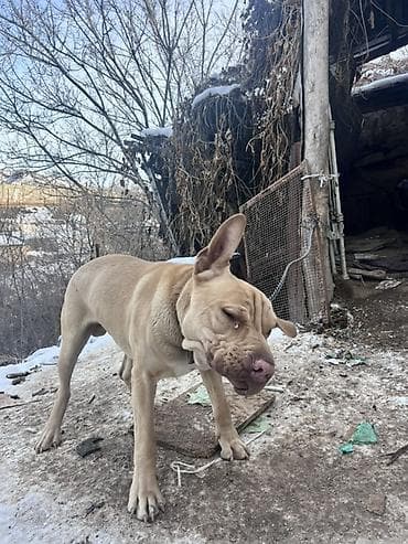 китайская хохлатая собака: Порода: собака крупного типа, масти беж/палевый, с выраженными — 5