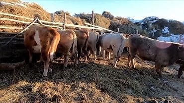 дойные корова: Продаю | Бык (самец) — 1