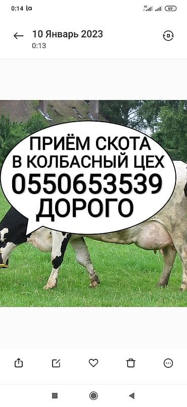 Жеке жак : Уйлар, букалар, Жылкылар, аттар, | Күнү-түнү, Союлган lalafo.kg да Жеке жак : Уйлар, букалар, Жылкылар, аттар, | Күнү-түнү, Союлган
