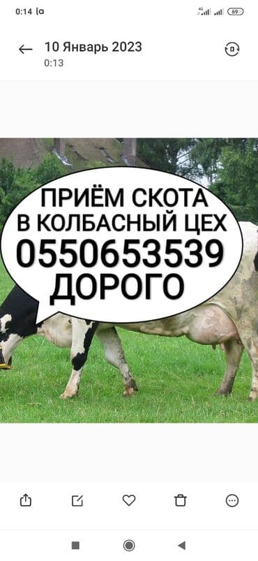 агенство ош: Куплю | Лошади, кони, Коровы, быки | Круглосуточно, Забитый — 1