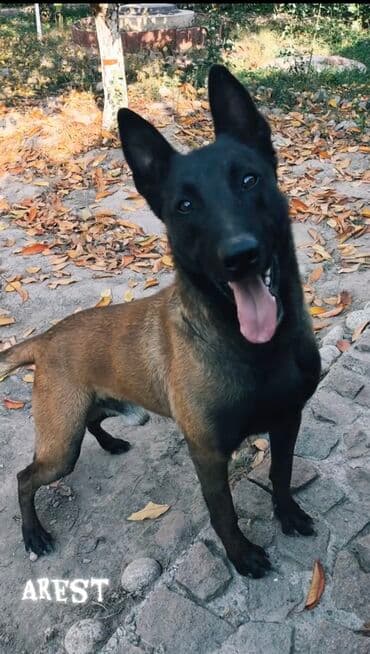 собака машке: Вязка: Бельгийская овчарка, Самец, 3 года, С прививкой, С родословной — 3